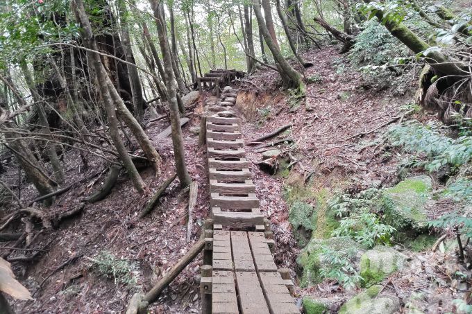 縄文杉トレッキングの登山道
